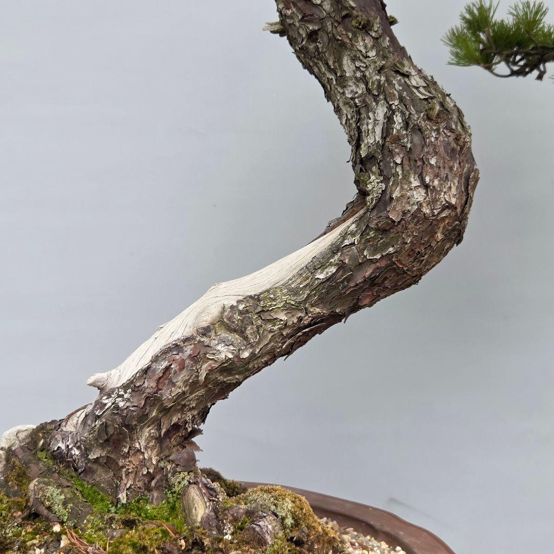 五葉松　[舎利幹斜幹木]　大品盆栽
