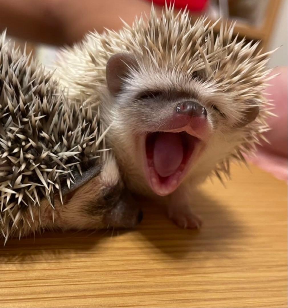 ハリネズミ ケージ 飼育セット 2