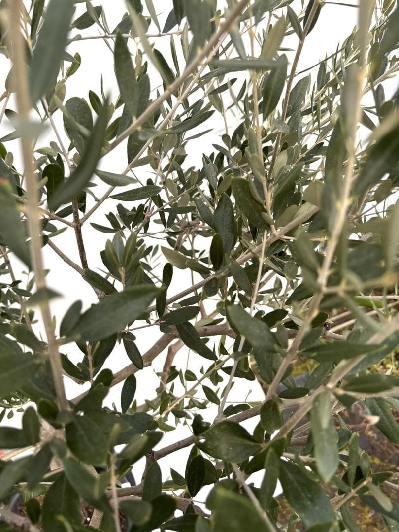 オリーブの木　ルッカ　10号　約180cm　K-286　人気品種　現品掲載