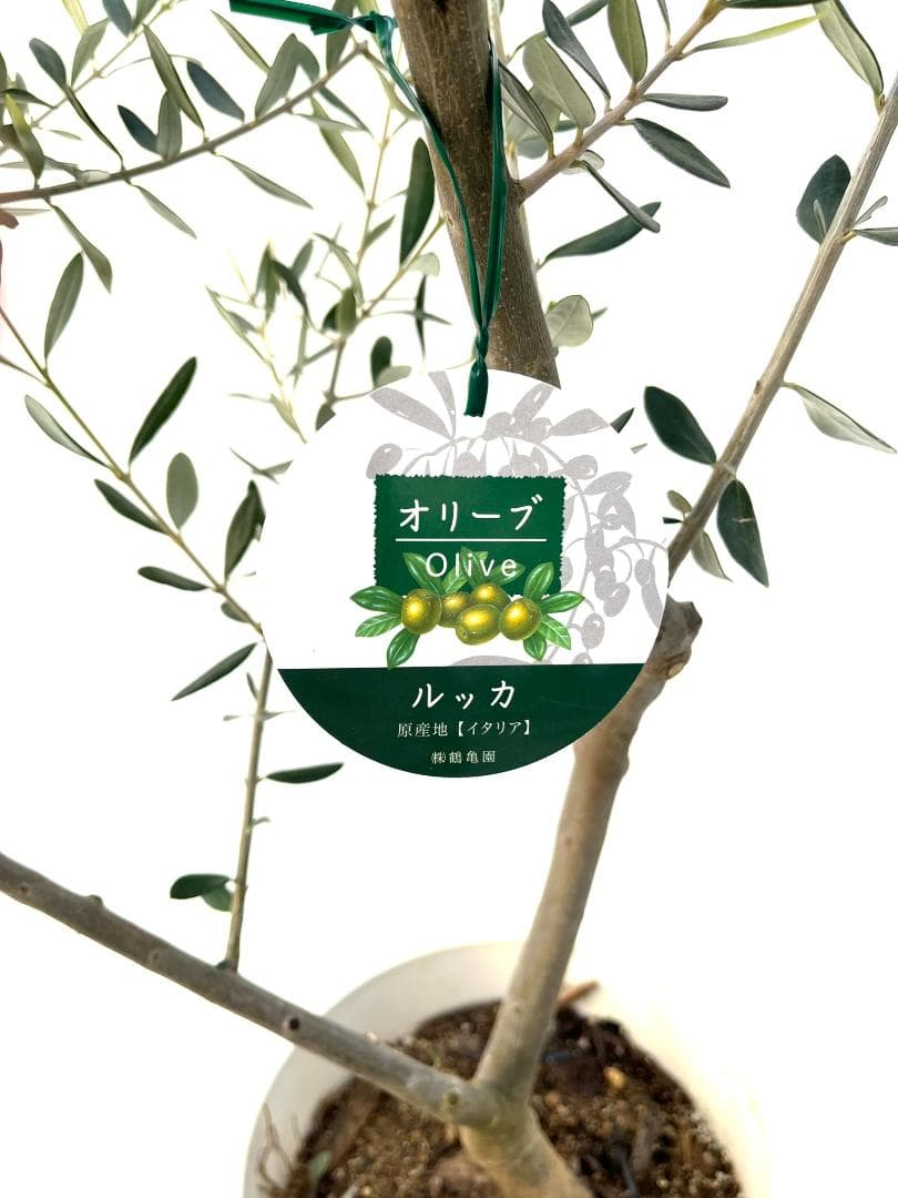 オリーブの木　ルッカ　10号　約180cm　K-286　人気品種　現品掲載