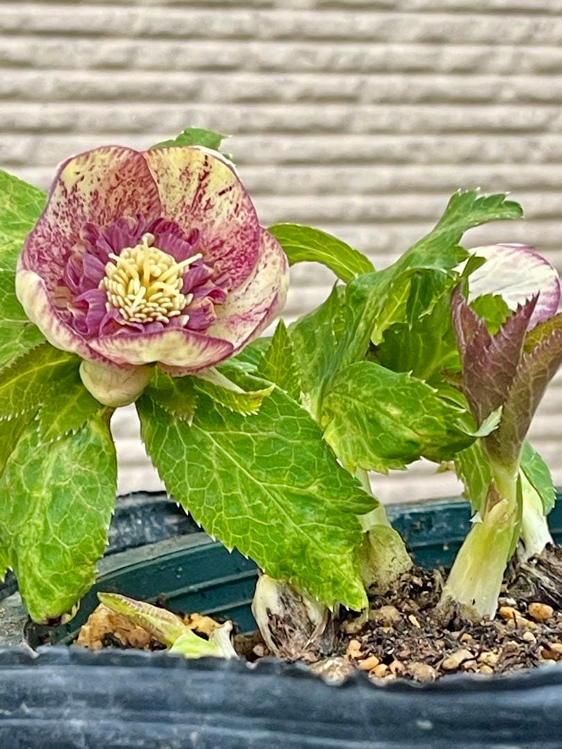 クリスマスローズ苗　⭐️157 sdホワイトブロッチ✖️ddエクリプスゴールドタイプ