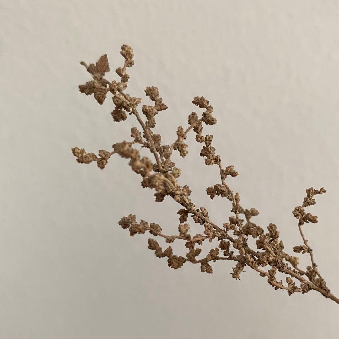 苔むす木工　オブジェ　シカ