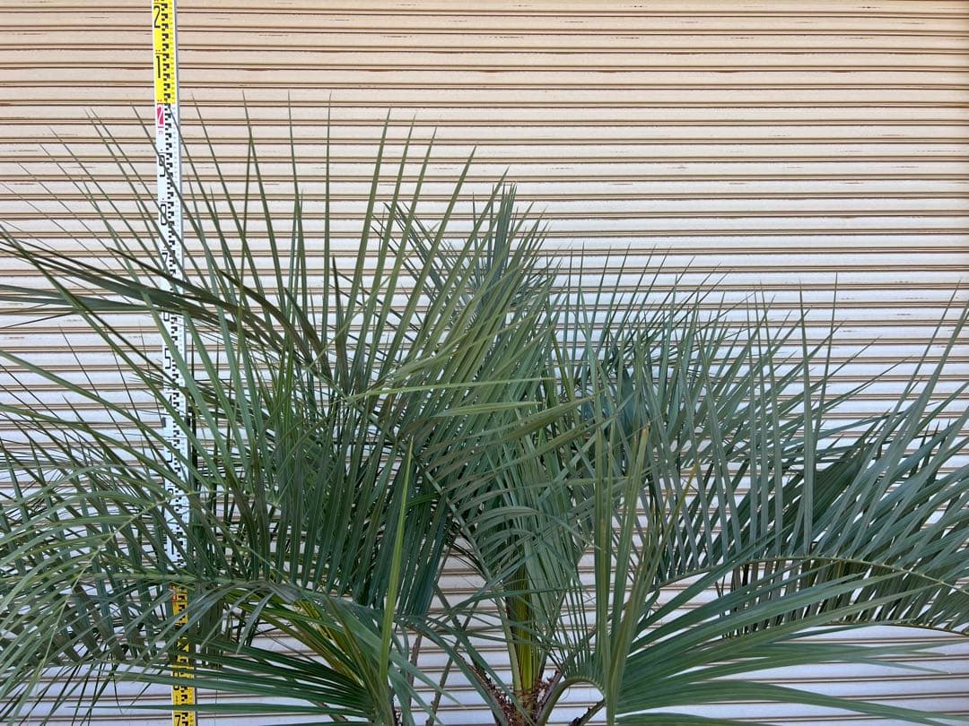 送料込み　ココスヤシ シルバーリーフ　株立ち　形状良　幹極太　現品