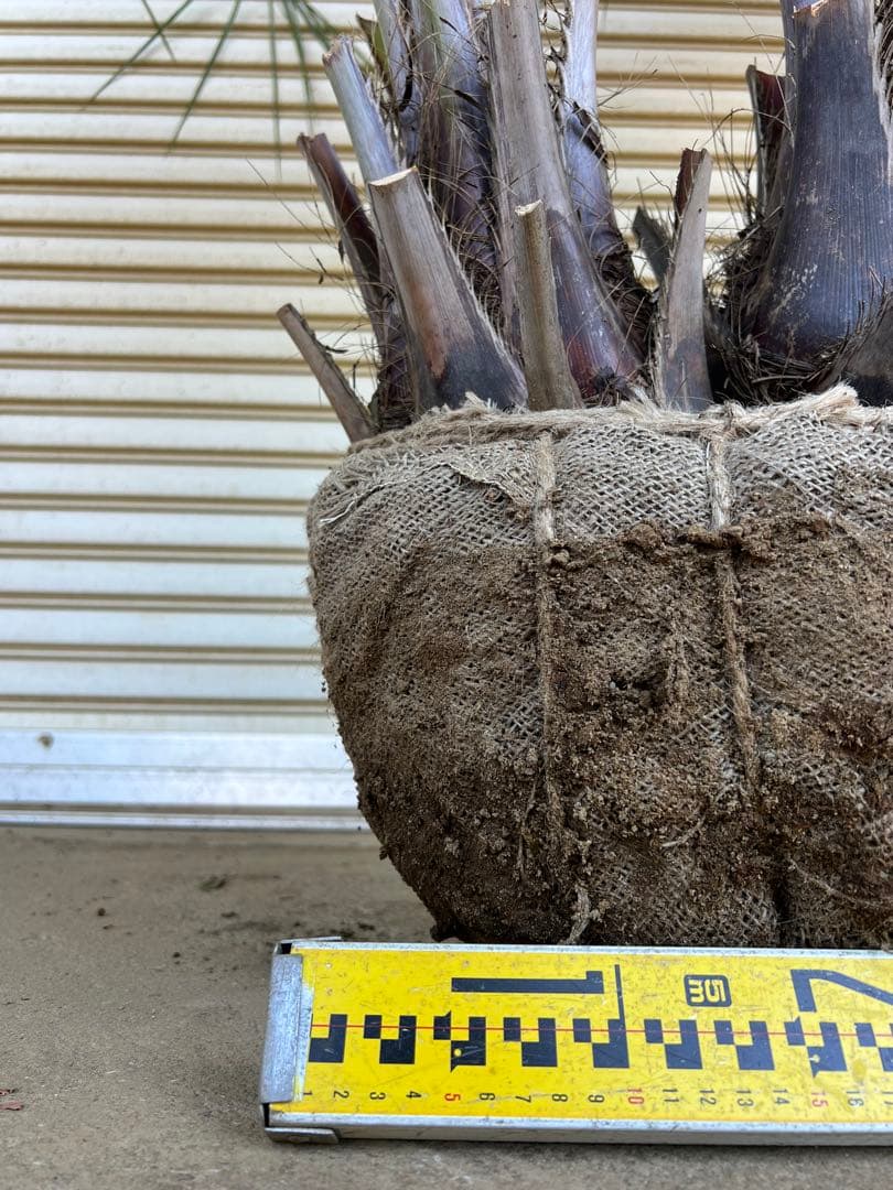 送料込み　ココスヤシ シルバーリーフ　株立ち　形状良　幹極太　現品