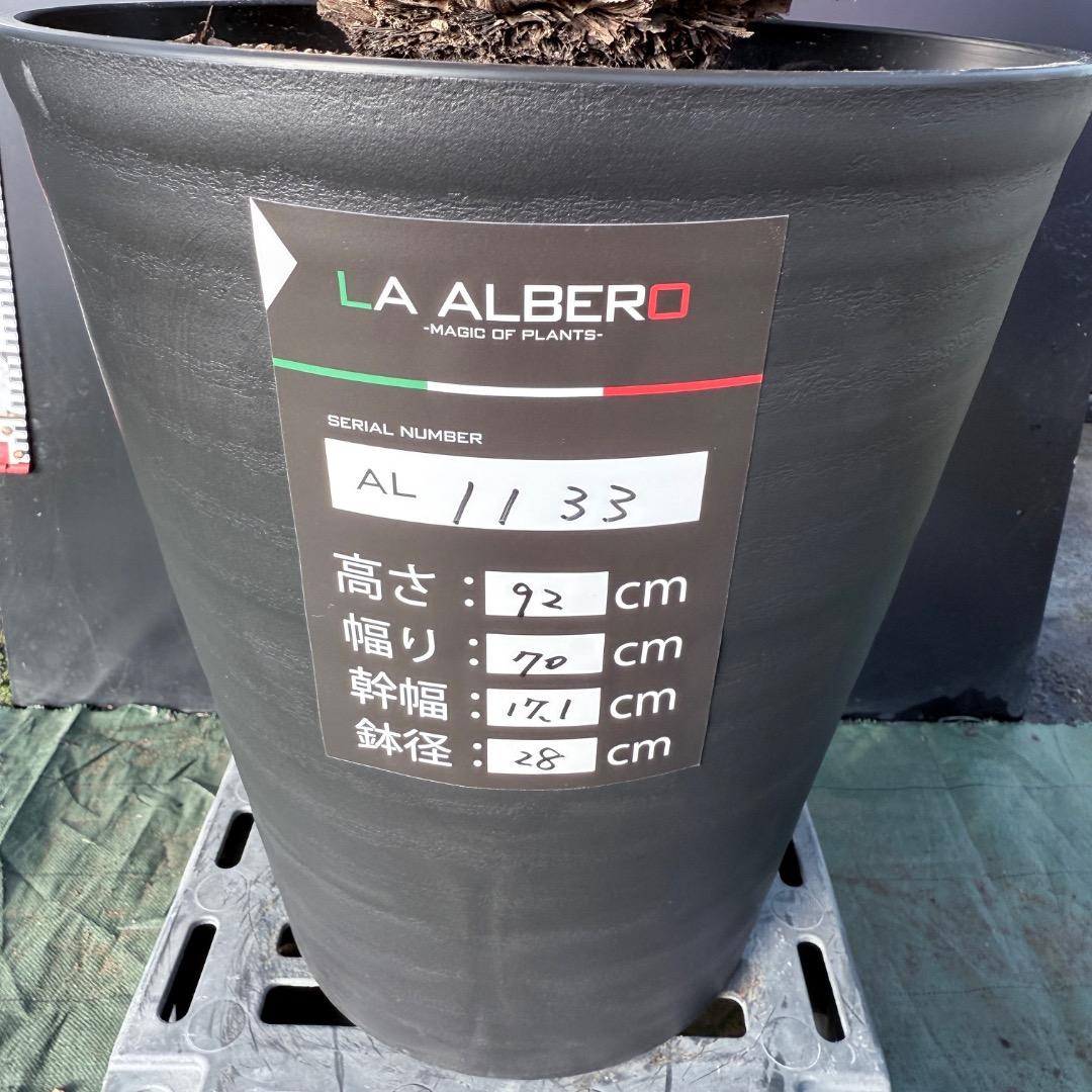 髙*氣様 【AL1133】ユッカ　ロストラータ