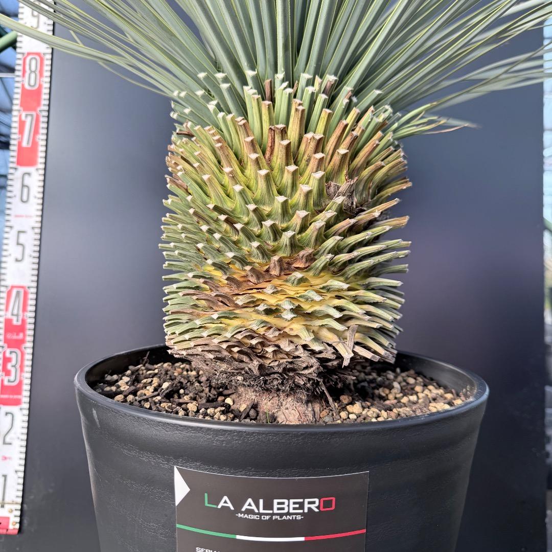 髙*氣様 【AL1133】ユッカ　ロストラータ