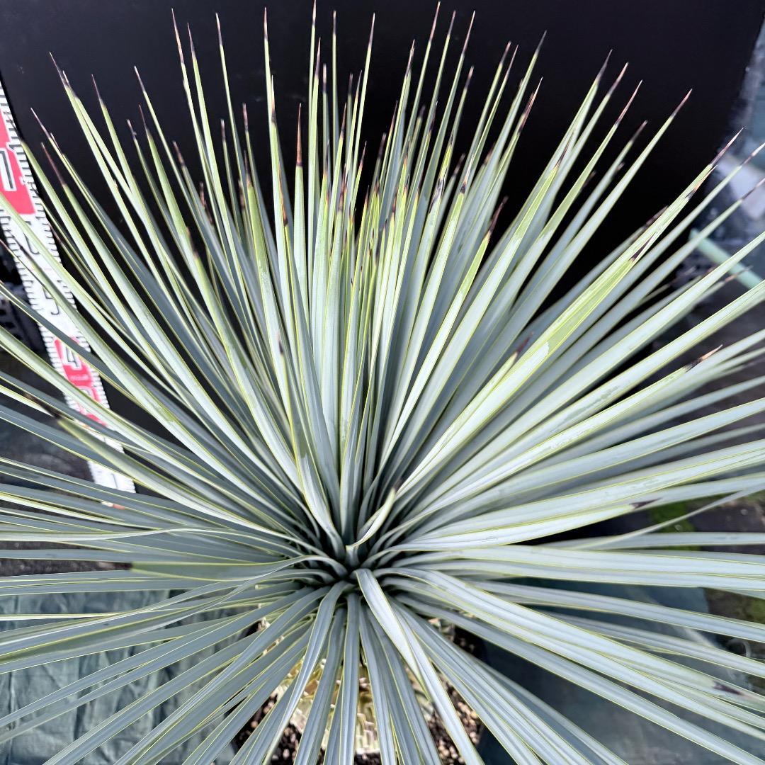 髙*氣様 【AL1133】ユッカ　ロストラータ