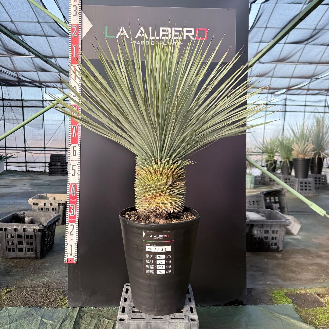 髙*氣様 【AL1133】ユッカ　ロストラータ