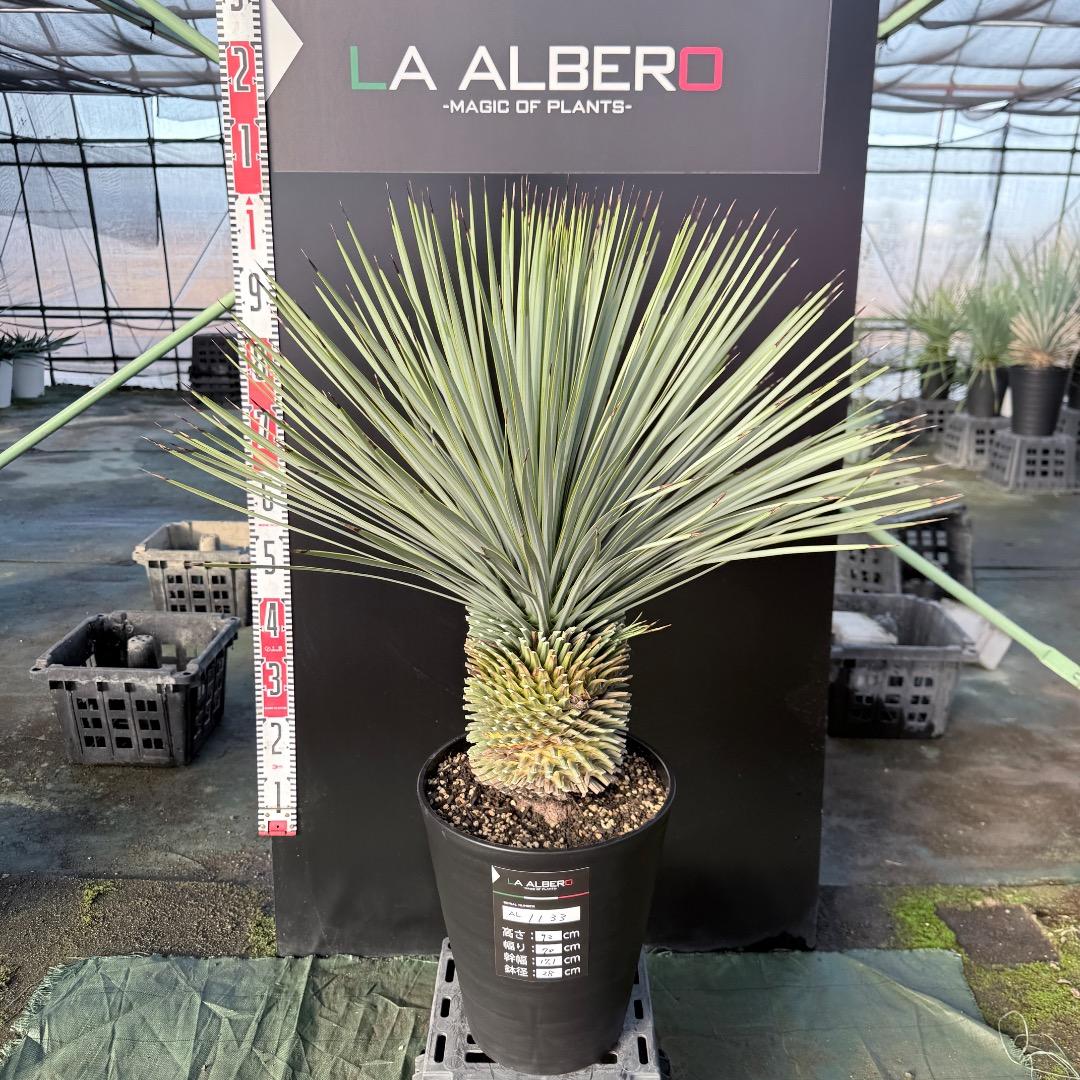 髙*氣様 【AL1133】ユッカ　ロストラータ