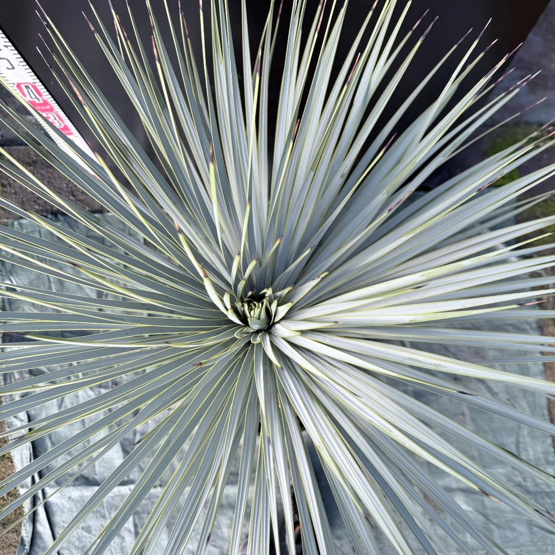 髙*氣様 【AL1133】ユッカ　ロストラータ