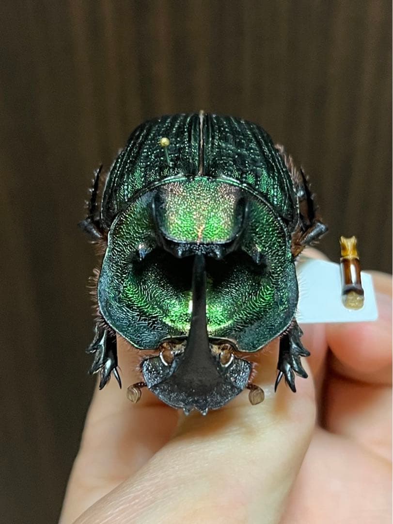 エンシフェルオオニジダイコク　昆虫標本