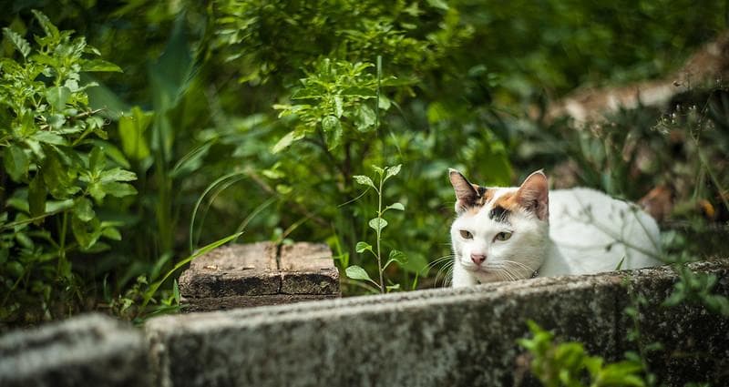 18　未使用　ぐるぐるボケレンズ　 ヘリオス　44-2　M42