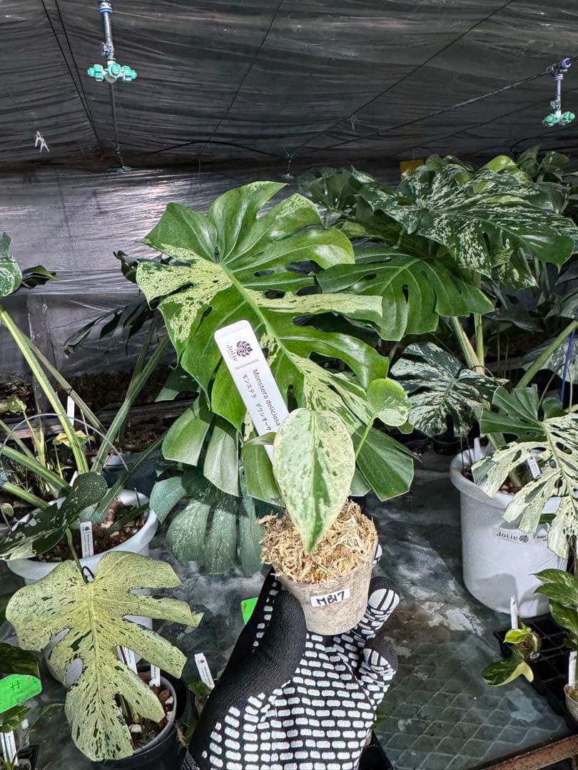 MB17モンステラ　デリシオーサ　ベトシオーサ　2寸ポリポット　ネコポス発送