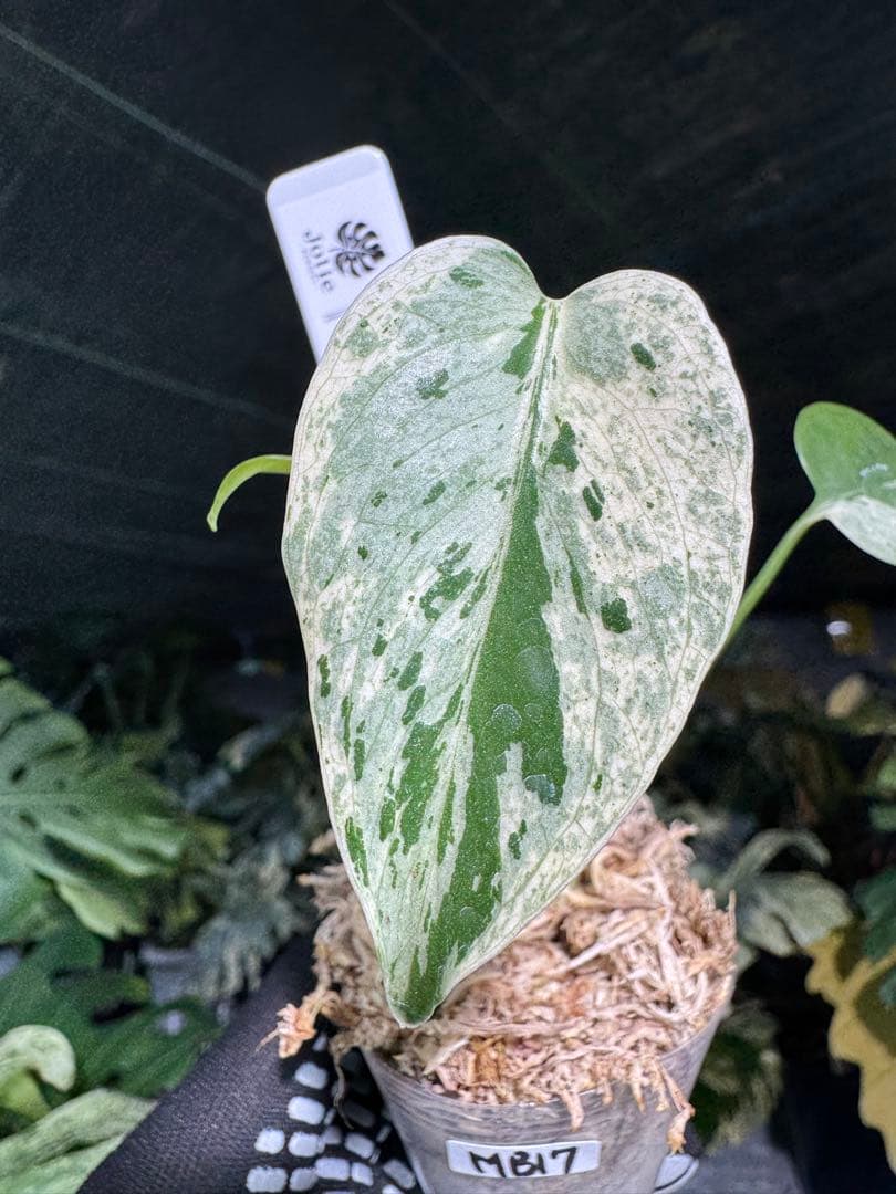MB17モンステラ　デリシオーサ　ベトシオーサ　2寸ポリポット　ネコポス発送