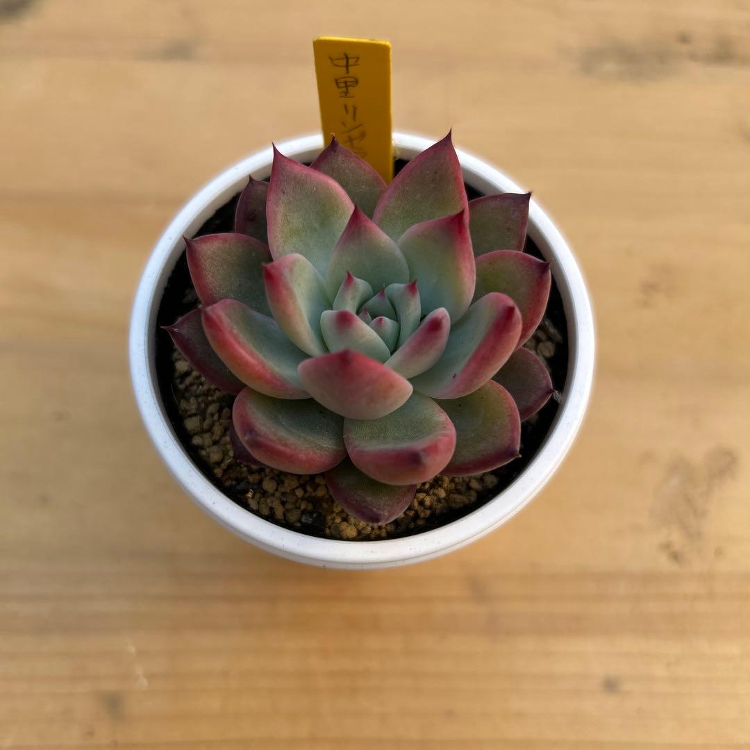 多肉植物⭐︎中里リンゼアナ⭐︎札付き