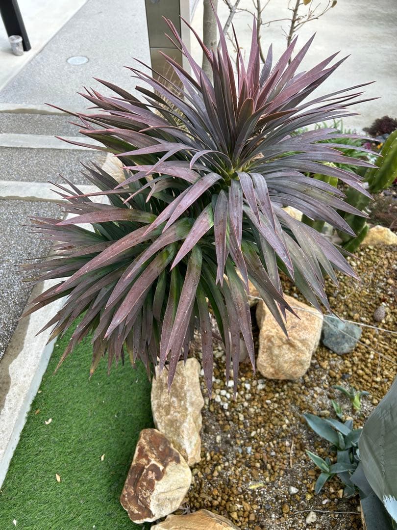 デスメティアーナ　※福岡県内で受け渡しできる方限定