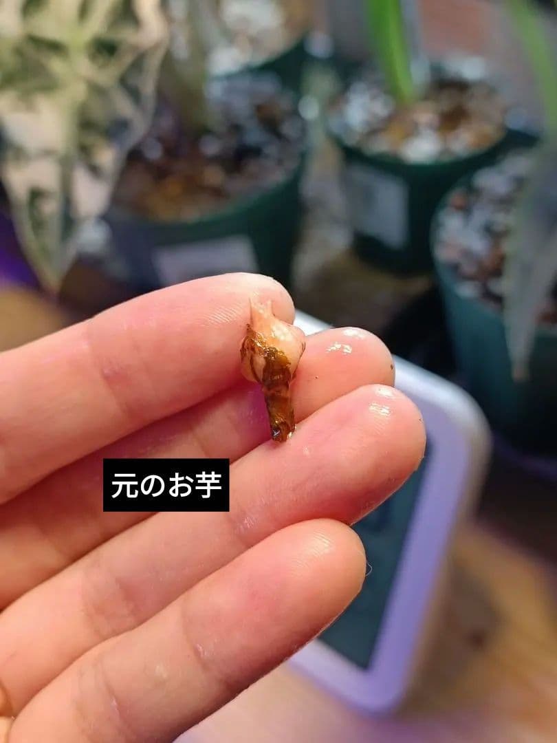 メルカリ便【アロカシア・シャントリエリ　albo pink var.】corm1