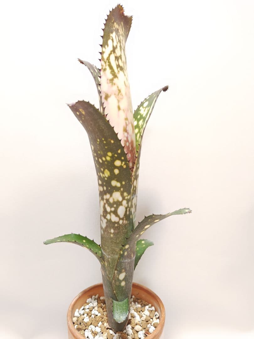 ビルベルギア　メリーモナーク