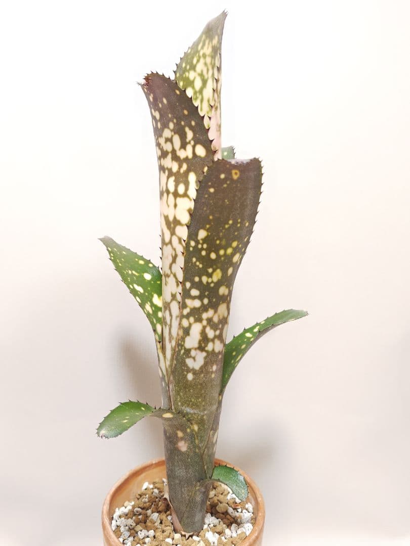 ビルベルギア　メリーモナーク