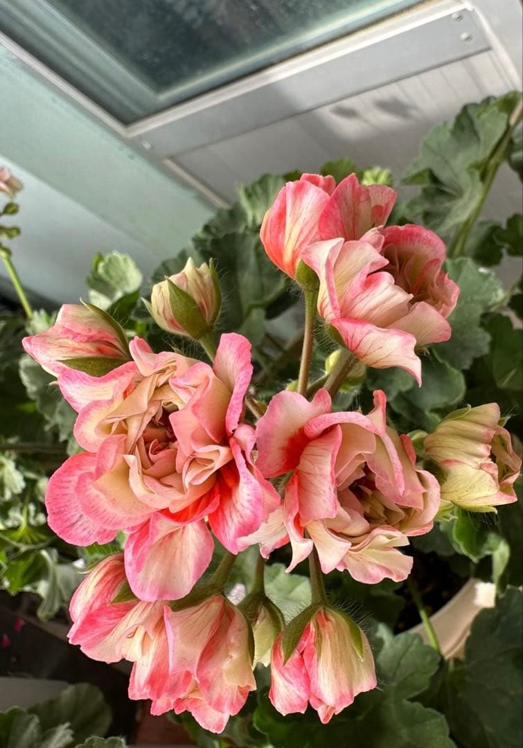 専用リンク　海外品種ゼラニウム　レア品種ゼラニウム　2年苗