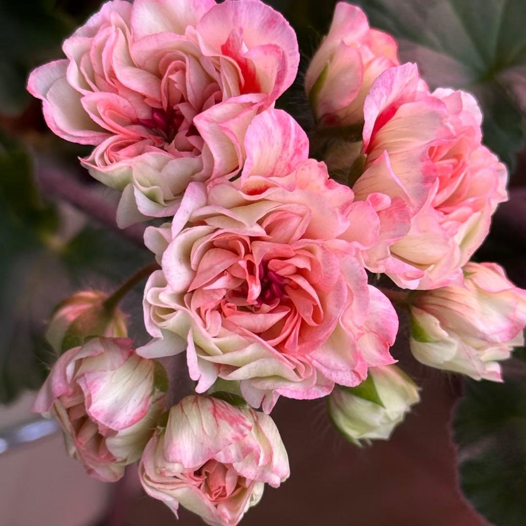 専用リンク　海外品種ゼラニウム　レア品種ゼラニウム　2年苗