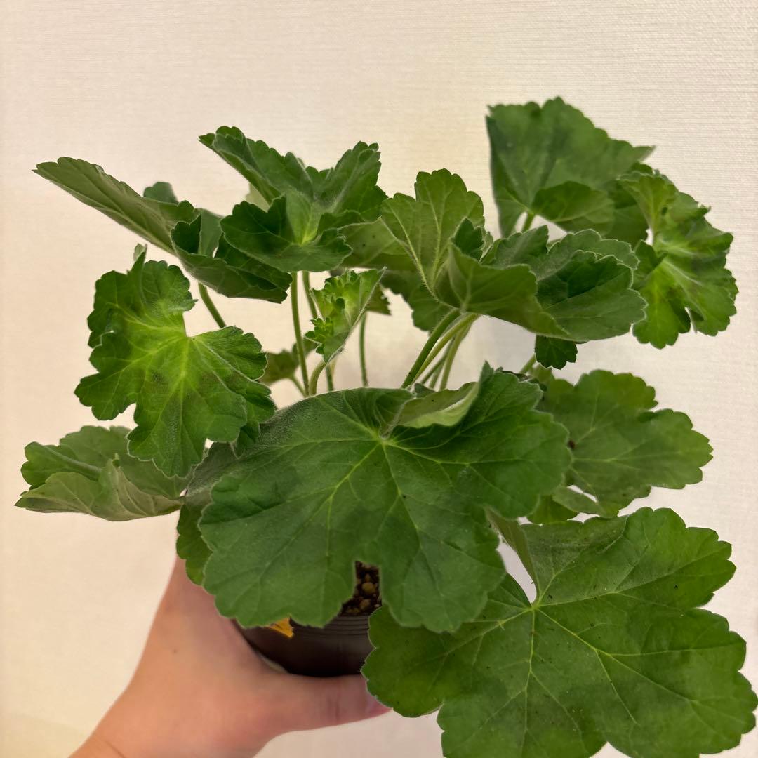 専用リンク　海外品種ゼラニウム　レア品種ゼラニウム　2年苗