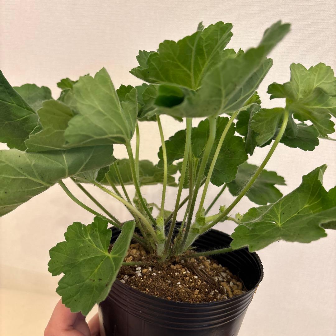 専用リンク　海外品種ゼラニウム　レア品種ゼラニウム　2年苗