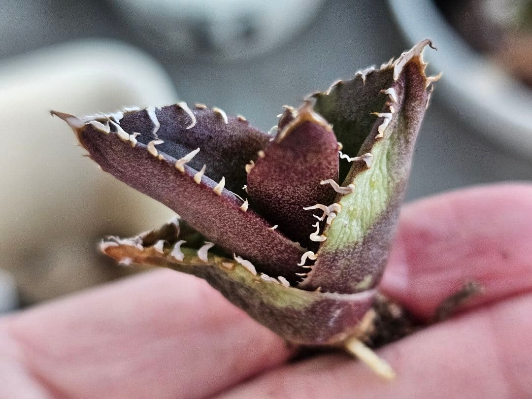 高級品種 アガベ　チタノタ　麻花龍　希少子株ブツブツ系 再入荷OC 特選アガベ