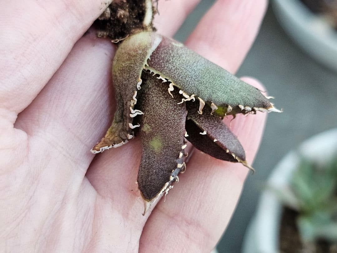 高級品種 アガベ　チタノタ　麻花龍　希少子株ブツブツ系 再入荷OC 特選アガベ