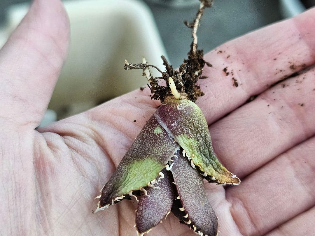 高級品種 アガベ　チタノタ　麻花龍　希少子株ブツブツ系 再入荷OC 特選アガベ