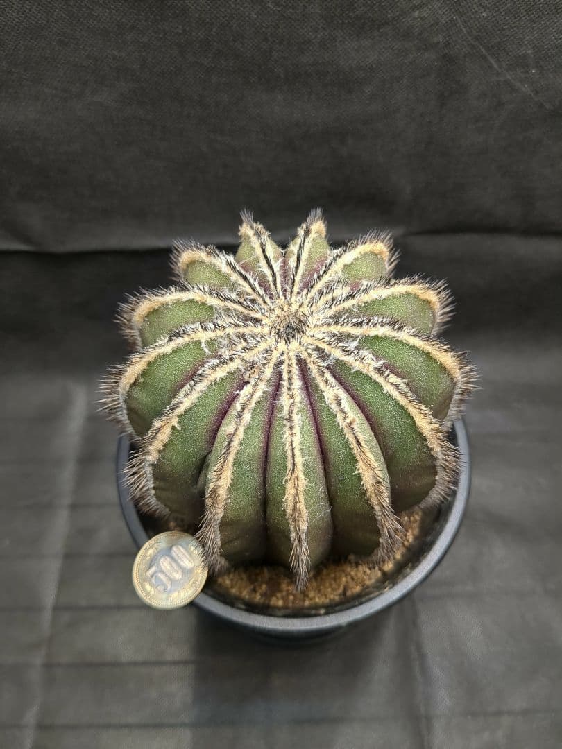 Uebelmannia pectinifera　ユーベルマニア　ペクチニフェラ