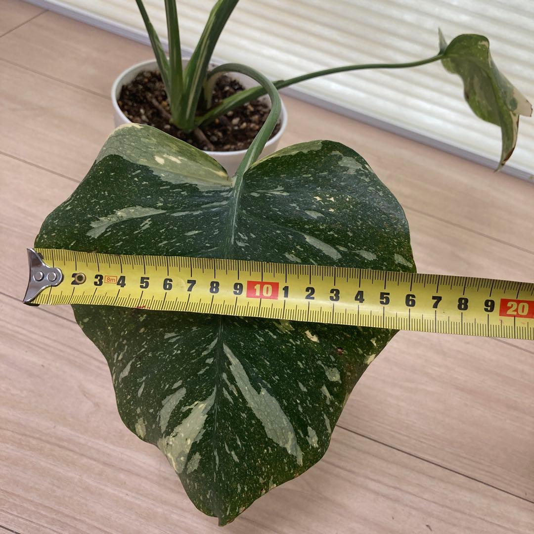 k*u様 鉢ごと発送【希少】モンステラ　デリシオーサ　レガシー★班入り▪️▪️