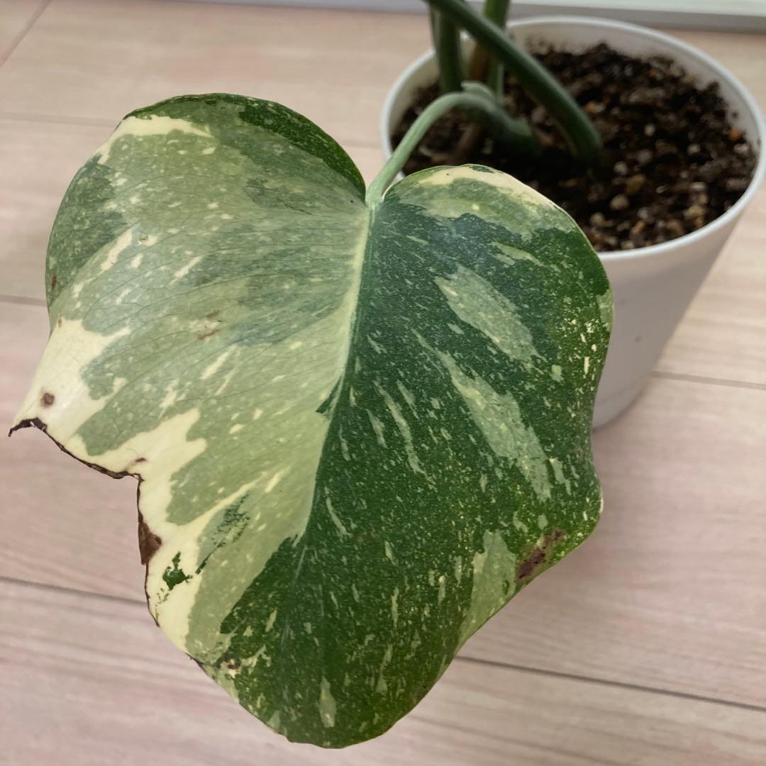 k*u様 鉢ごと発送【希少】モンステラ　デリシオーサ　レガシー★班入り▪️▪️