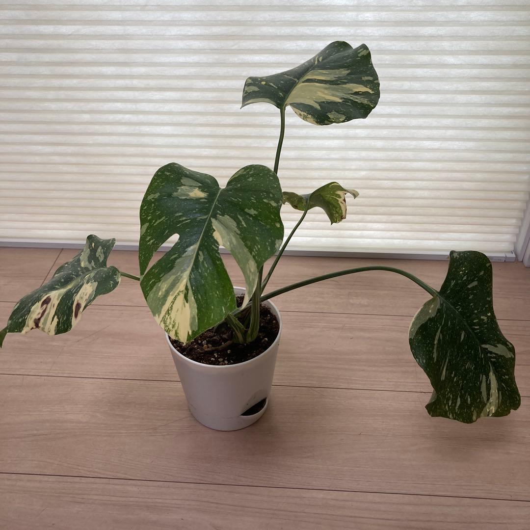 k*u様 鉢ごと発送【希少】モンステラ　デリシオーサ　レガシー★班入り▪️▪️