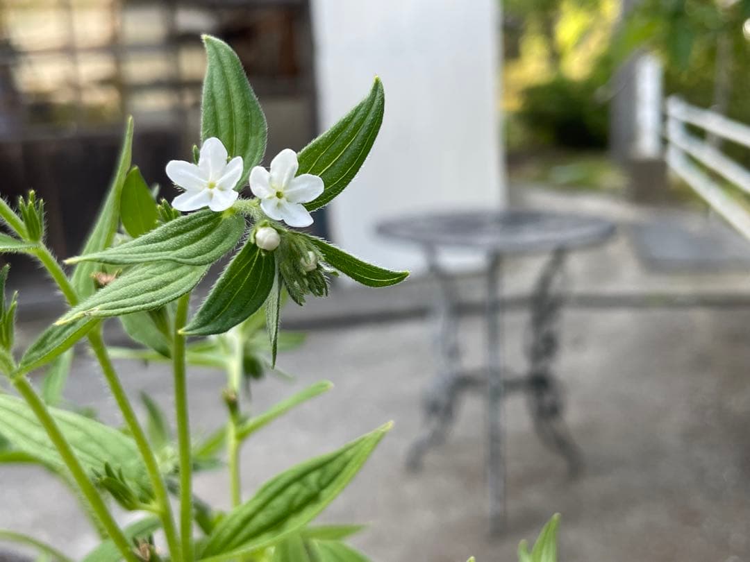 奥能登育ち　紫根　種　40粒＋　絶滅危惧種　染色