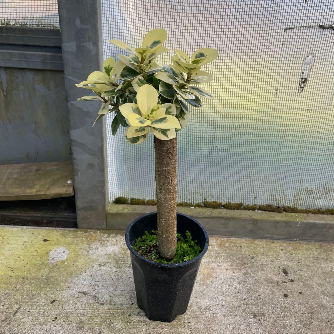 パンダガジュマル　斑入り　希少　3.5号