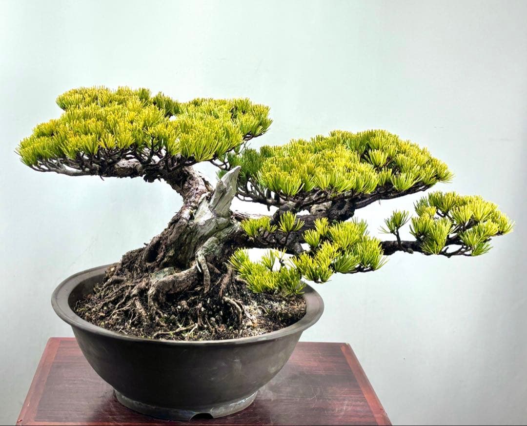 【みやじま】大阪松　五葉松　盆栽‼️