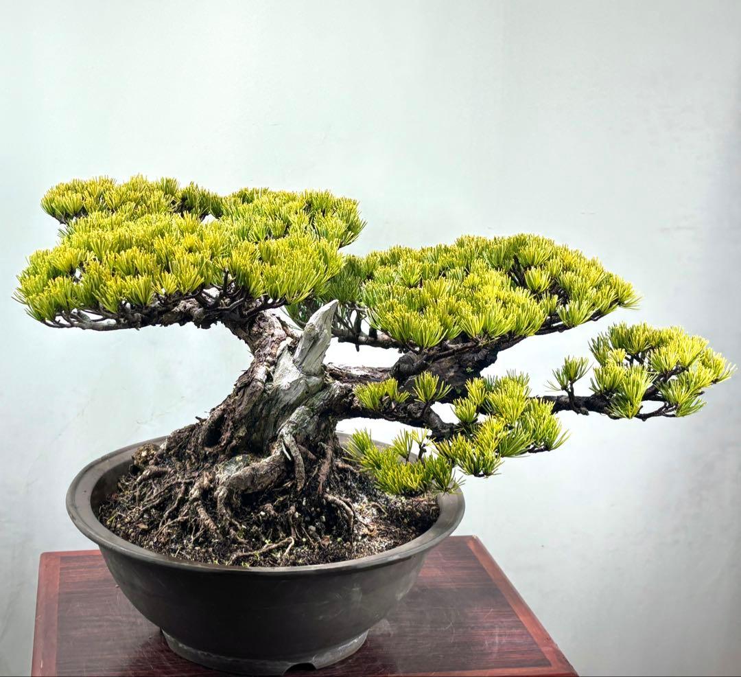 【みやじま】大阪松　五葉松　盆栽‼️