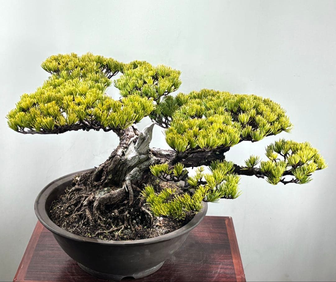 【みやじま】大阪松　五葉松　盆栽‼️