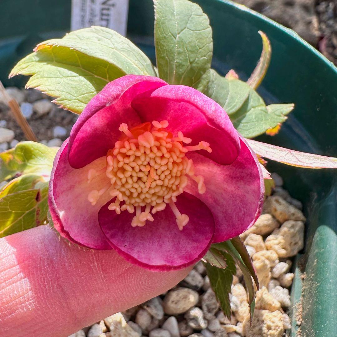 クリスマスローズ　極上⭐️ミスティーク⭐️ ss 大木ナーサリー