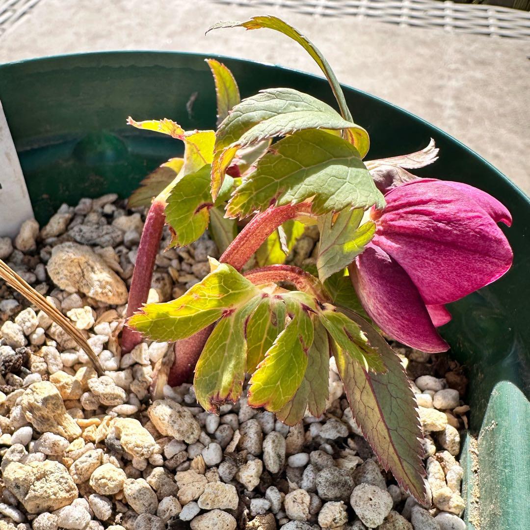 クリスマスローズ　極上⭐️ミスティーク⭐️ ss 大木ナーサリー