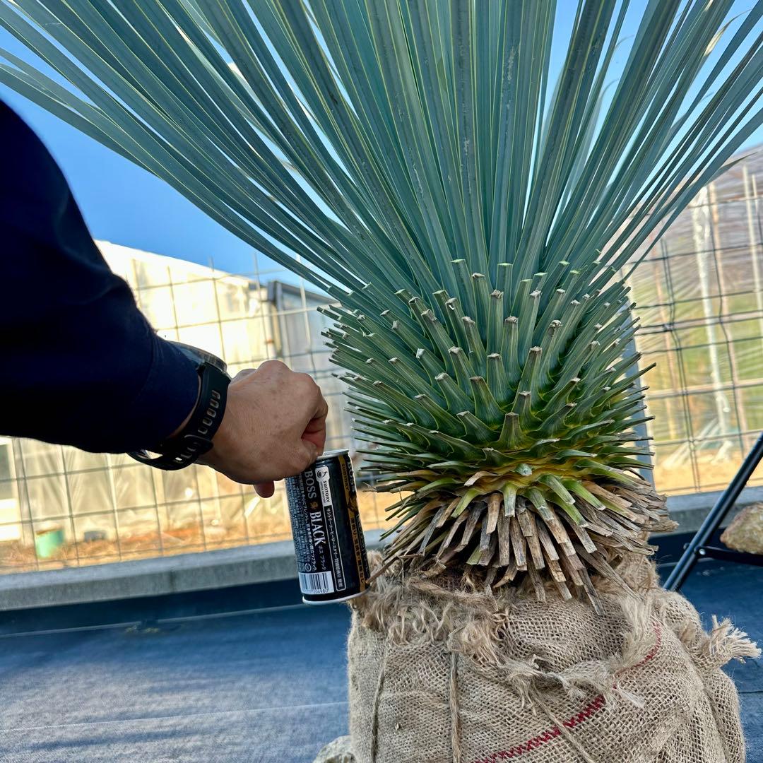 ユッカ ロストラータ（樹高:約120cm）Nov34