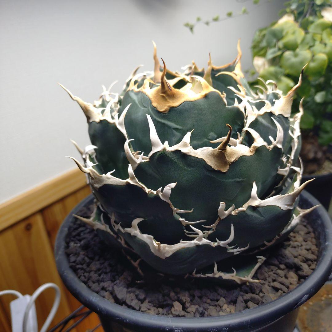 アガベ チタノタ 白鯨 WW3 コレクション株 いいね不要