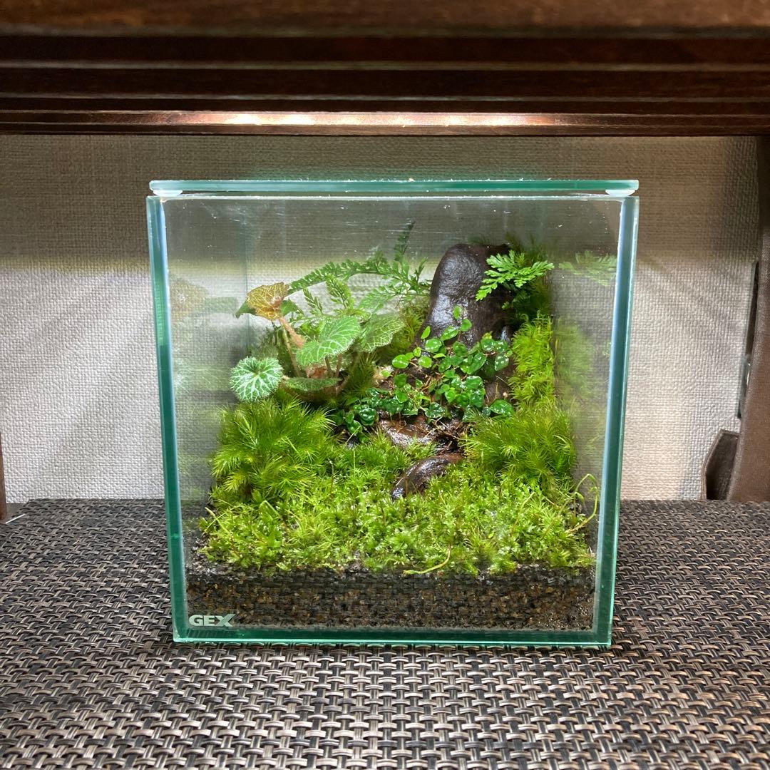 苔テラリウム　No.５２３