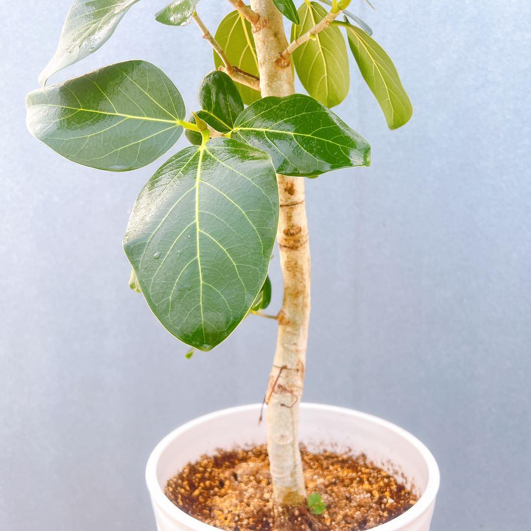 現品　フィカス　ゴムの木　ベンガレンシス　34番　インテリアグリーン　観葉植物