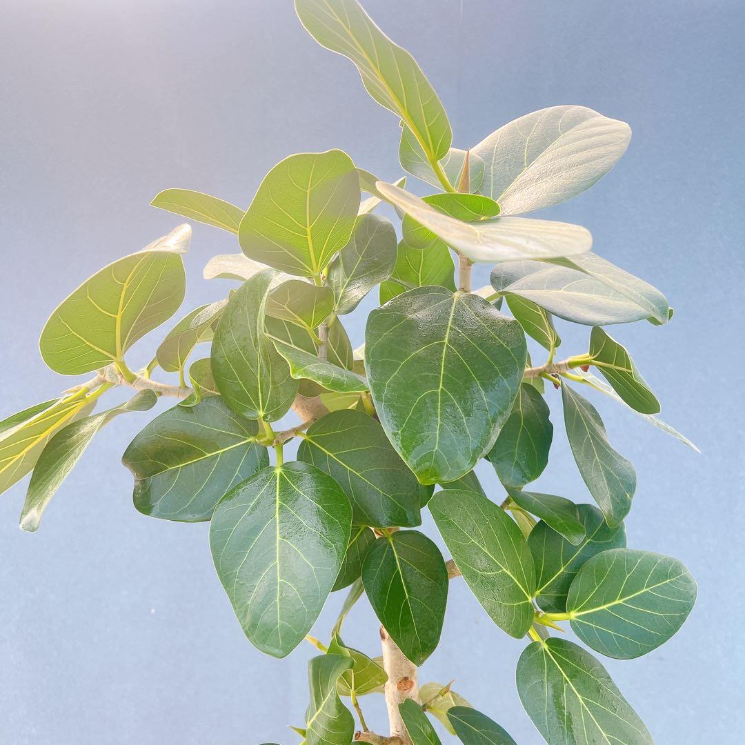 現品　フィカス　ゴムの木　ベンガレンシス　34番　インテリアグリーン　観葉植物