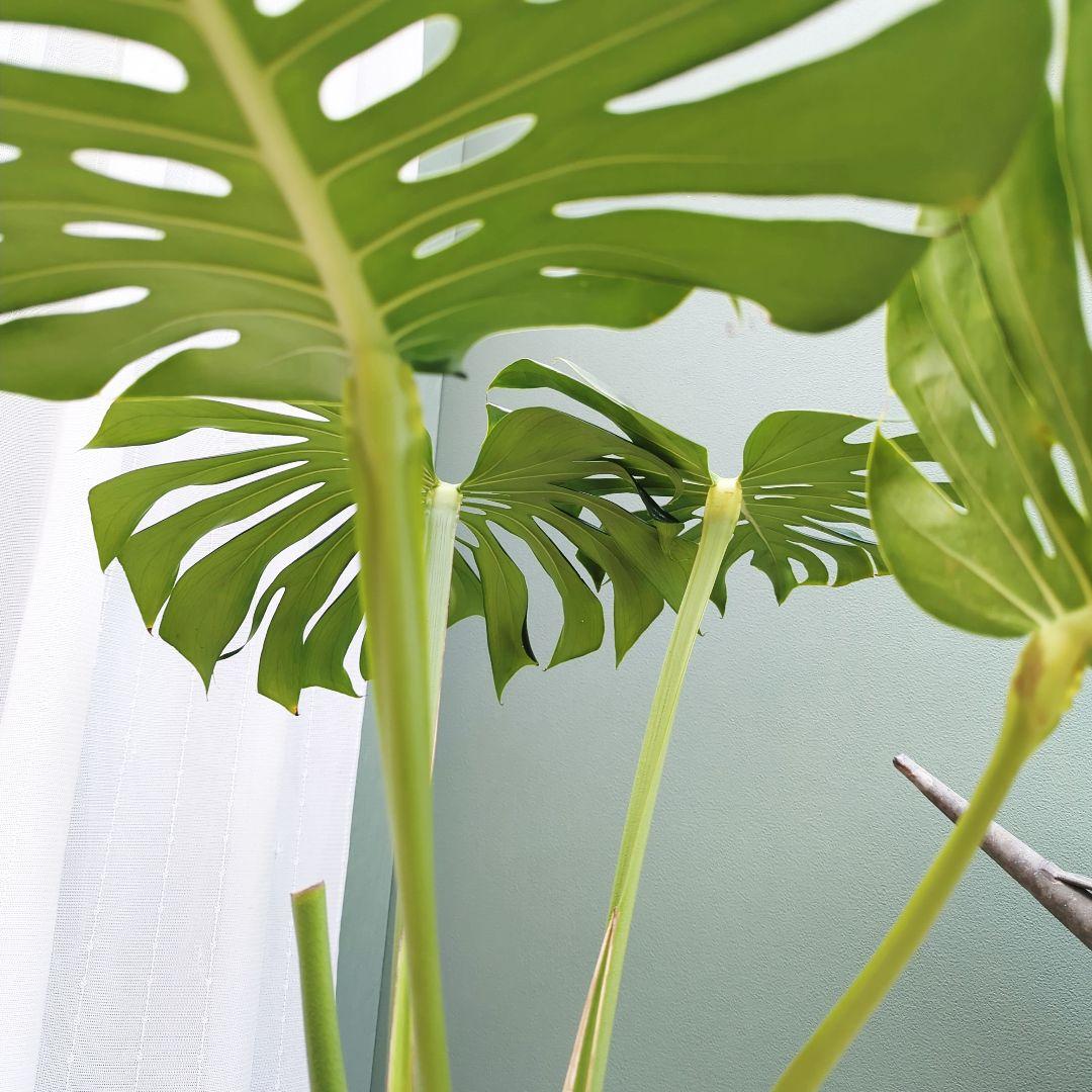 ＳＡＭ根上り モンステラ デリシオーサ (現品) 癒し空間８号