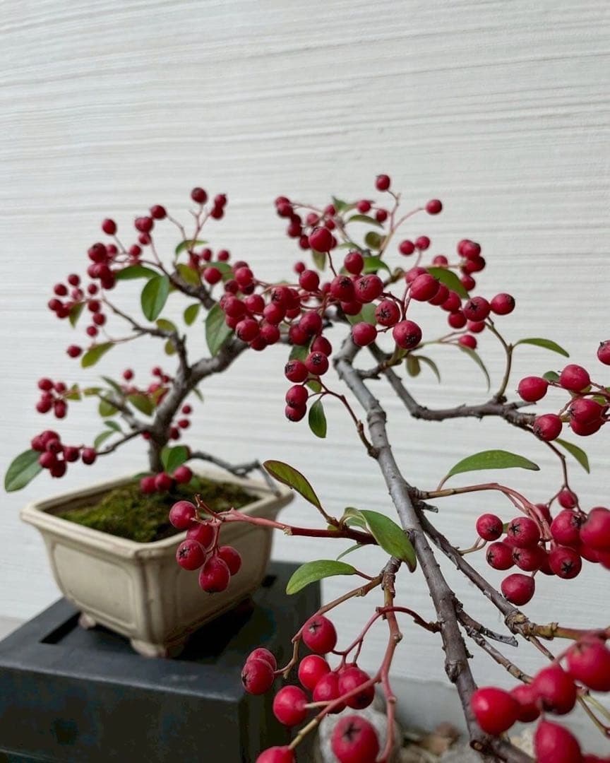 No.005【盆栽】 - ピラカンサ