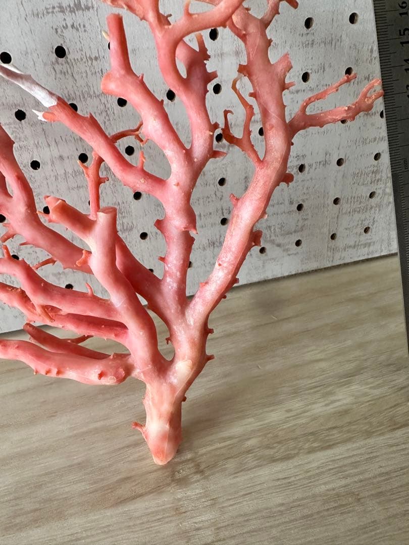 加工無し　ピンクサンゴ　桃珊瑚　原木