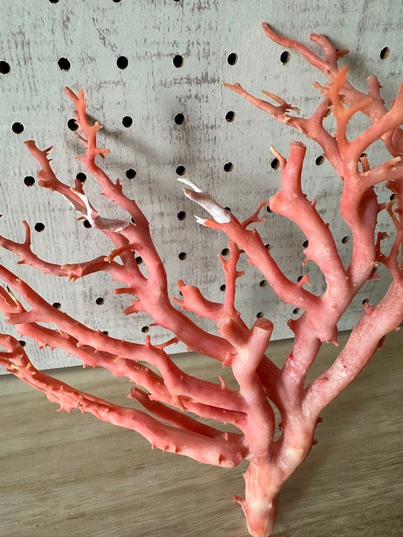 加工無し　ピンクサンゴ　桃珊瑚　原木